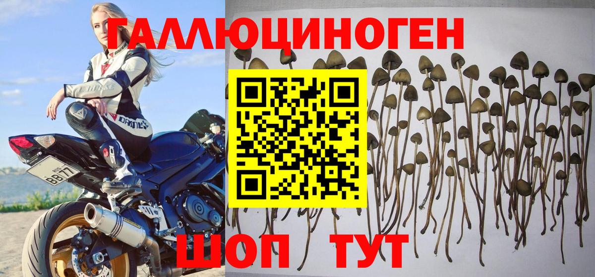 Баксан  Псилоцибиновые грибы Psilocybine cubensis  Вход с VPN 